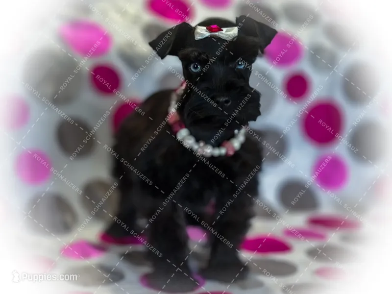 TRUFFLE- BLACK W/BL EYES