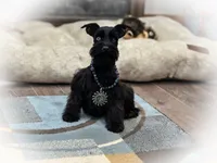 processed/ac9429ba-6088-416a-8b14-54a6599f1493/listing/0f5a60fd-1d34-4035-ba74-6fe7b9b2f077/67b490b1-0455-4c92-8451-2631b0839bb5