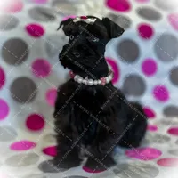 TRUFFLE- BLUE EYES F, a female Miniature Schnauzer for sale in Tremonton, UT – Photo 5 of 5