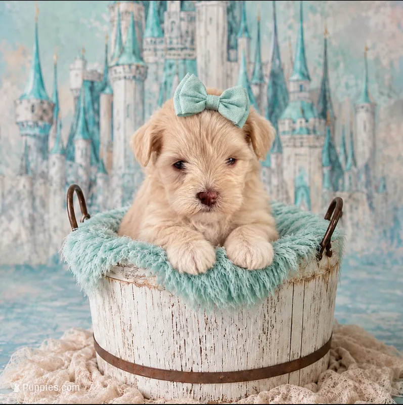 Dolly- Toy Wheaten – Miniature Schnauzer puppy for sale in Tremonton, UT