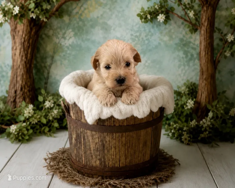 Mateo – Miniature Schnauzer puppy for sale in Tremonton, UT