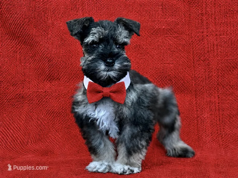 ECHO- TCUP S/P MALE – Miniature Schnauzer puppy for sale in Tremonton, UT