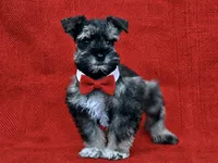 ECHO- TCUP S/P MALE  , a male Miniature Schnauzer for sale in Tremonton, UT – 6 of 7