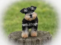 MITSUKO- TCUP LIVER AND RUST, a female Miniature Schnauzer for sale in Tremonton, UT – 2 of 2
