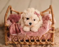 Gidget- MICRO TCUP Wheaten, a female Miniature Schnauzer for sale in Tremonton, UT – 2 of 9
