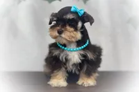 Victoria Lvr/Rust Tiny Toy Sale, a female Miniature Schnauzer for sale in Tremonton, UT – Photo 2 of 8