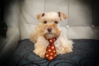 Victoria Lvr/Rust Tiny Toy Sale, a female Miniature Schnauzer for sale in Tremonton, UT – Photo 7 of 8