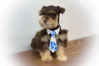 Victoria Lvr/Rust Tiny Toy Sale, a female Miniature Schnauzer for sale in Tremonton, UT – Photo 8 of 8