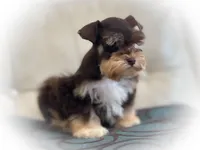 Victoria, a female Miniature Schnauzer for sale in Tremonton, UT – Photo 1 of 4