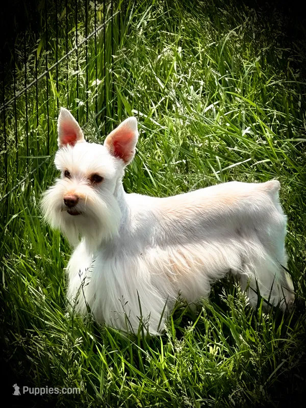HUGO- TOY Megacoat  – Miniature Schnauzer puppy for sale in Tremonton, UT