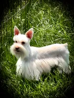 HUGO- Free Delivery, a male Miniature Schnauzer for sale in Tremonton, UT – 4 of 8