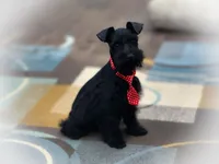DUKE TOY SOLID BLK on sale, a male Miniature Schnauzer for sale in Tremonton, UT – Photo 3 of 8