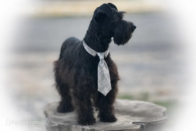 DUKE TOY SOLID BLK  – Miniature Schnauzer puppy for sale in Tremonton, UT