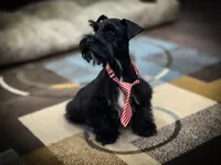 DUKE TOY SOLID BLK on sale, a male Miniature Schnauzer for sale in Tremonton, UT – Photo 7 of 8