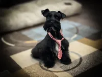 DUKE TOY SOLID BLK on sale, a male Miniature Schnauzer for sale in Tremonton, UT – Photo 6 of 8