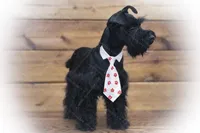 DUKE TOY SOLID BLK , a male Miniature Schnauzer for sale in Tremonton, UT – Photo 2 of 6