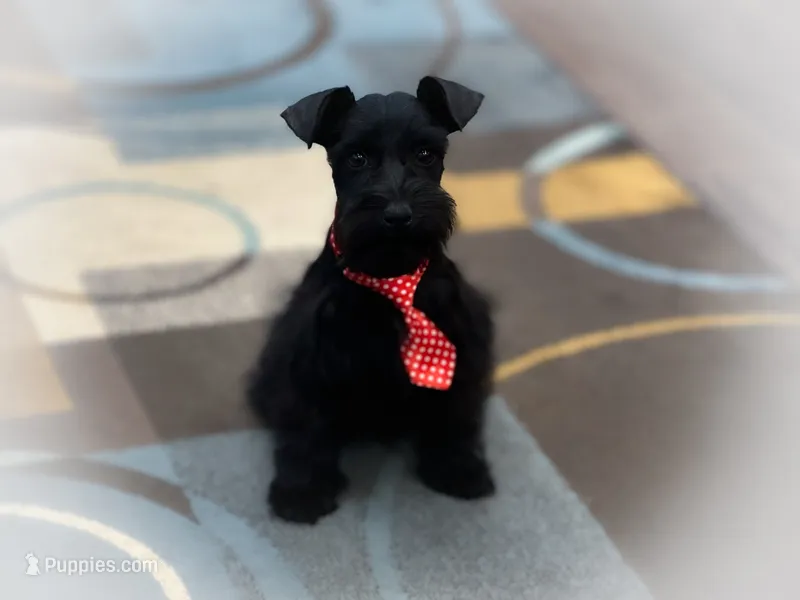 DUKE TOY SOLID BLK on sale