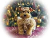 DUKE TOY SOLID BLK on sale, a male Miniature Schnauzer for sale in Tremonton, UT – Photo 4 of 8