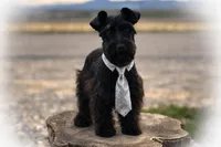 DUKE TOY SOLID BLK , a male Miniature Schnauzer for sale in Tremonton, UT – Photo 2 of 8