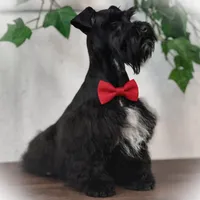 DUKE TOY SOLID BLK , a male Miniature Schnauzer for sale in Tremonton, UT – Photo 6 of 8