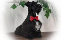 DUKE TOY SOLID BLK , a male Miniature Schnauzer for sale in Tremonton, UT – Photo 5 of 6