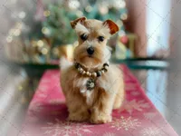 DUKE TOY SOLID BLK on sale, a male Miniature Schnauzer for sale in Tremonton, UT – Photo 8 of 8