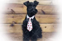 DUKE TOY SOLID BLK , a male Miniature Schnauzer for sale in Tremonton, UT – Photo 1 of 6