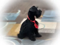 DUKE TOY SOLID BLK on sale, a male Miniature Schnauzer for sale in Tremonton, UT – Photo 2 of 8