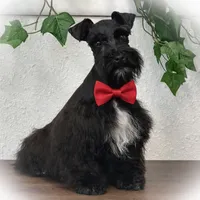 DUKE TOY SOLID BLK , a male Miniature Schnauzer for sale in Tremonton, UT – Photo 8 of 8