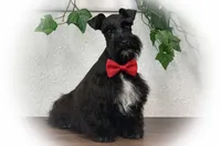 DUKE TOY SOLID BLK , a male Miniature Schnauzer for sale in Tremonton, UT – Photo 4 of 6