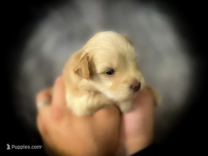 Rio- Red M  – Miniature Schnauzer puppy for sale in Tremonton, UT