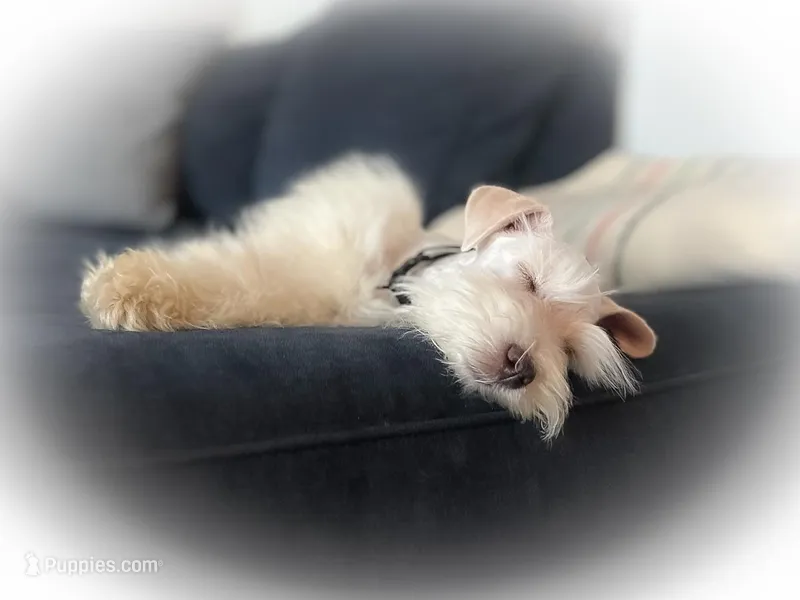 MANGO- WHEATEN M – Miniature Schnauzer puppy for sale in Tremonton, UT