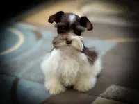 MANGO- WHEATEN On Sale, a male Miniature Schnauzer for sale in Tremonton, UT – Photo 2 of 3