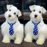 MANGO- WHEATEN On Sale, a male Miniature Schnauzer for sale in Tremonton, UT – Photo 1 of 3