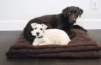 MANGO- WHEATEN M, a male Miniature Schnauzer for sale in Tremonton, UT – Photo 2 of 7