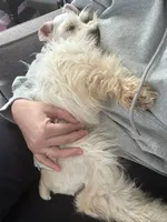 MANGO- WHEATEN M, a male Miniature Schnauzer for sale in Tremonton, UT – Photo 7 of 7