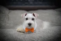 MANGO- WHEATEN M, a male Miniature Schnauzer for sale in Tremonton, UT – Photo 5 of 7