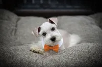 MANGO- WHEATEN M, a male Miniature Schnauzer for sale in Tremonton, UT – Photo 3 of 7