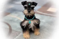 MANGO- WHEATEN On Sale, a male Miniature Schnauzer for sale in Tremonton, UT – Photo 3 of 3