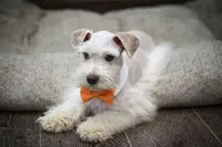 MANGO- WHEATEN M, a male Miniature Schnauzer for sale in Tremonton, UT – Photo 4 of 7