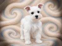 BENTLEY- TCUP MALE, a male Miniature Schnauzer for sale in Tremonton, UT – 4 of 4