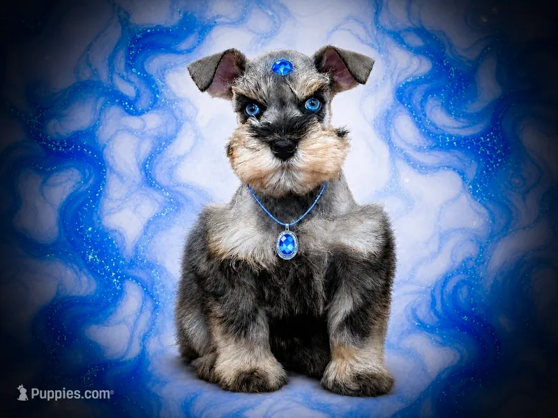 MISHKA- BLUE EYES – Miniature Schnauzer puppy for sale in Tremonton, UT