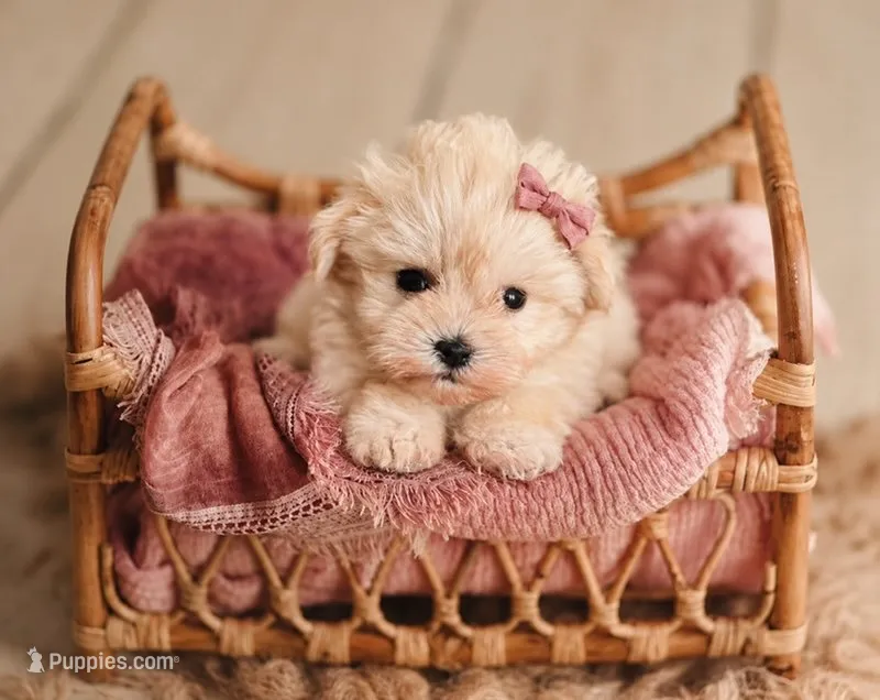 Ginger- Micro Tcup Whaeten  – Miniature Schnauzer puppy for sale in Tremonton, UT
