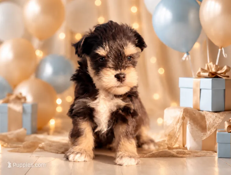 Dreamer- Toy – Miniature Schnauzer puppy for sale in Tremonton, UT