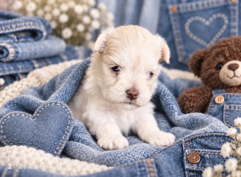 Denim- Toy Wheaten – Miniature Schnauzer puppy for sale in Tremonton, UT