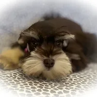 FRENCHIE- TINY TOY LIVER TAN F, a female Miniature Schnauzer for sale in Tremonton, UT – Photo 4 of 7