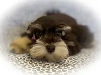 FRENCHIE- TINY TOY LIVER TAN, a female Miniature Schnauzer for sale in Tremonton, UT – Photo 4 of 7