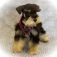 FRENCHIE- TINY TOY LIVER TAN F, a female Miniature Schnauzer for sale in Tremonton, UT – Photo 3 of 7