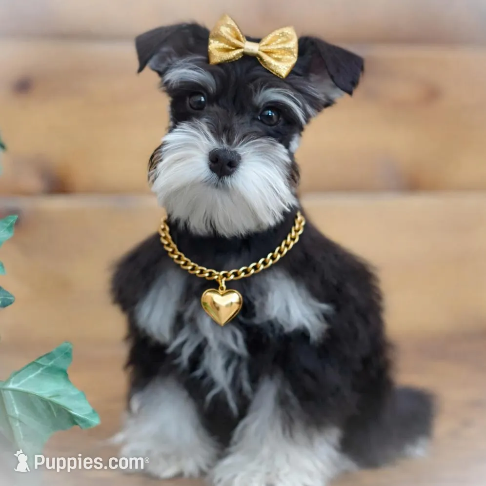 FRENCHIE- TINY TOY LIVER TAN