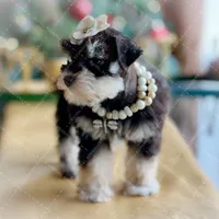 FRENCHIE- TINY TOY LIVER TAN F, a female Miniature Schnauzer for sale in Tremonton, UT – Photo 7 of 7